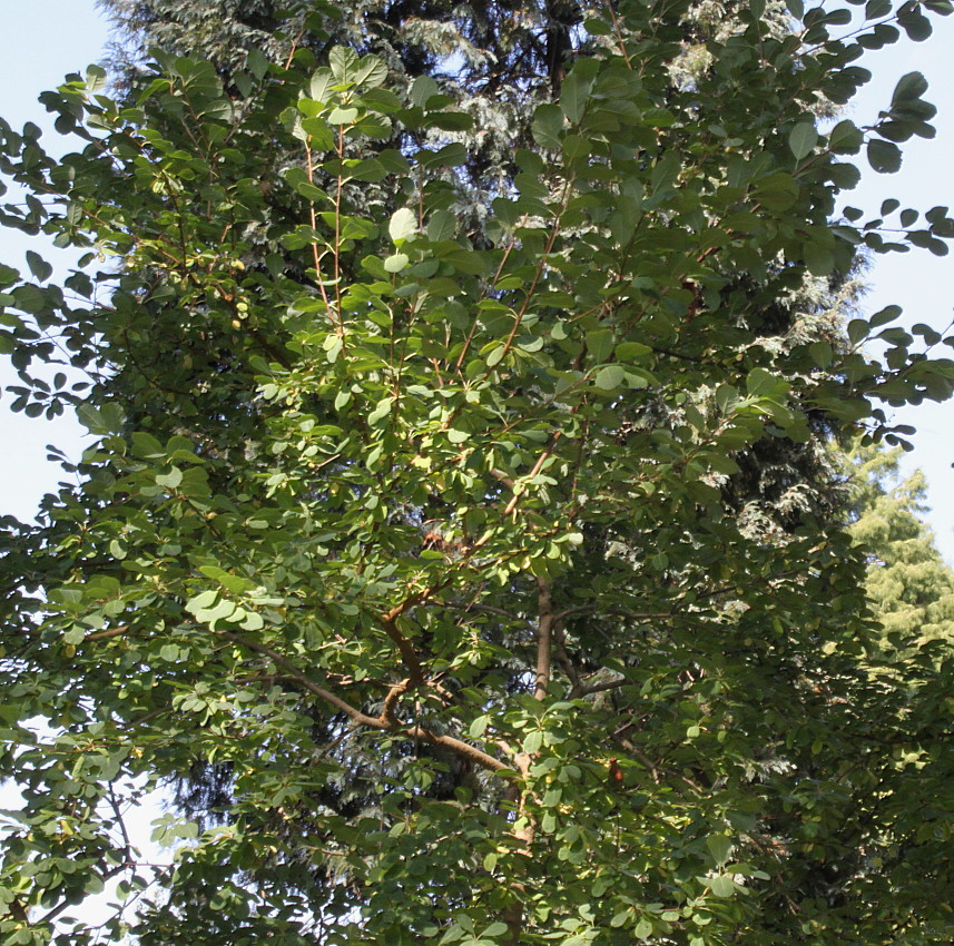 Image of Exochorda racemosa specimen.