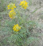 Astragalus finitimus