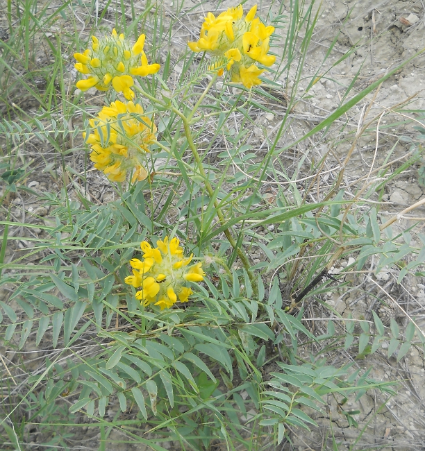 Image of Astragalus finitimus specimen.