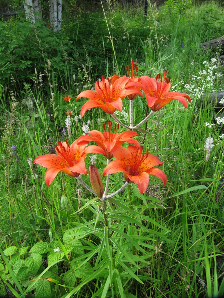 Изображение особи Lilium pensylvanicum.