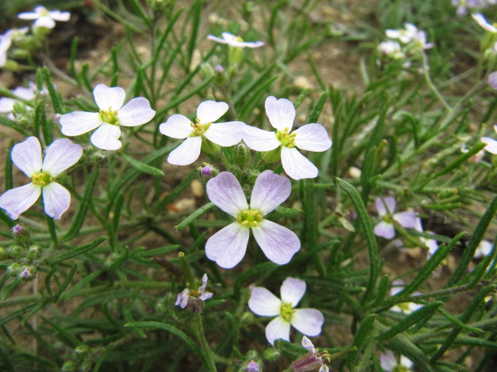 Изображение особи Dontostemon integrifolius.