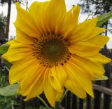 Helianthus annuus