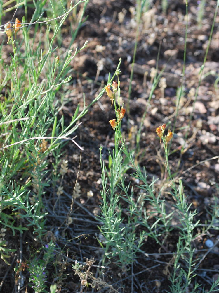 Изображение особи Linaria popovii.