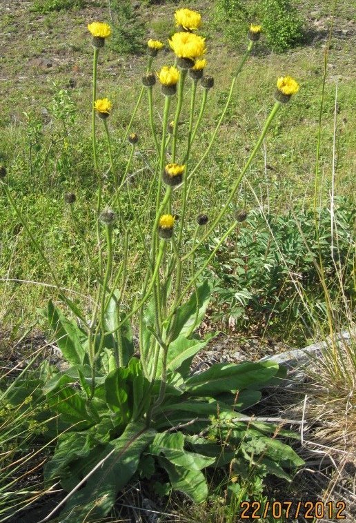 Image of Trommsdorffia maculata specimen.