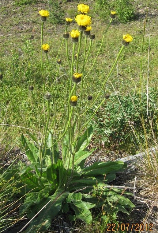 Изображение особи Trommsdorffia maculata.