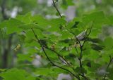 genus Ribes. Верхушки ветвей с плодами. Хабаровский край, Амурские столбы. 21.07.2012.