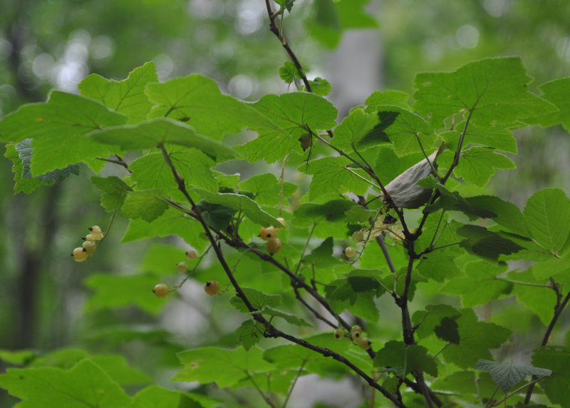 Image of genus Ribes specimen.