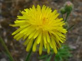 Crepis rhoeadifolia