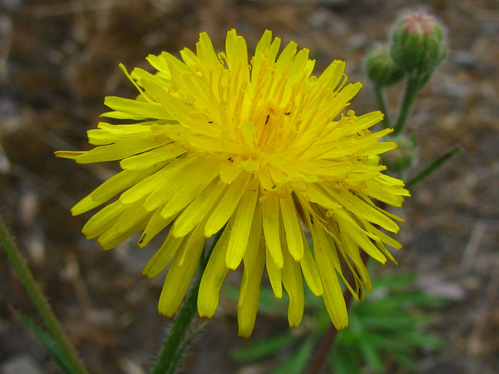 Изображение особи Crepis rhoeadifolia.