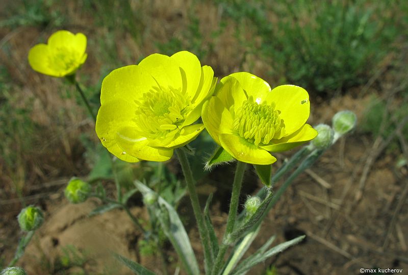 Image of Ranunculus illyricus specimen.