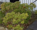 Pieris japonica. Низкорослое взрослое растение, растущее в ограниченном для развития корневой системы пространстве. Германия, г. Кемпен, у многоквартирного дома. 05.03.2013.