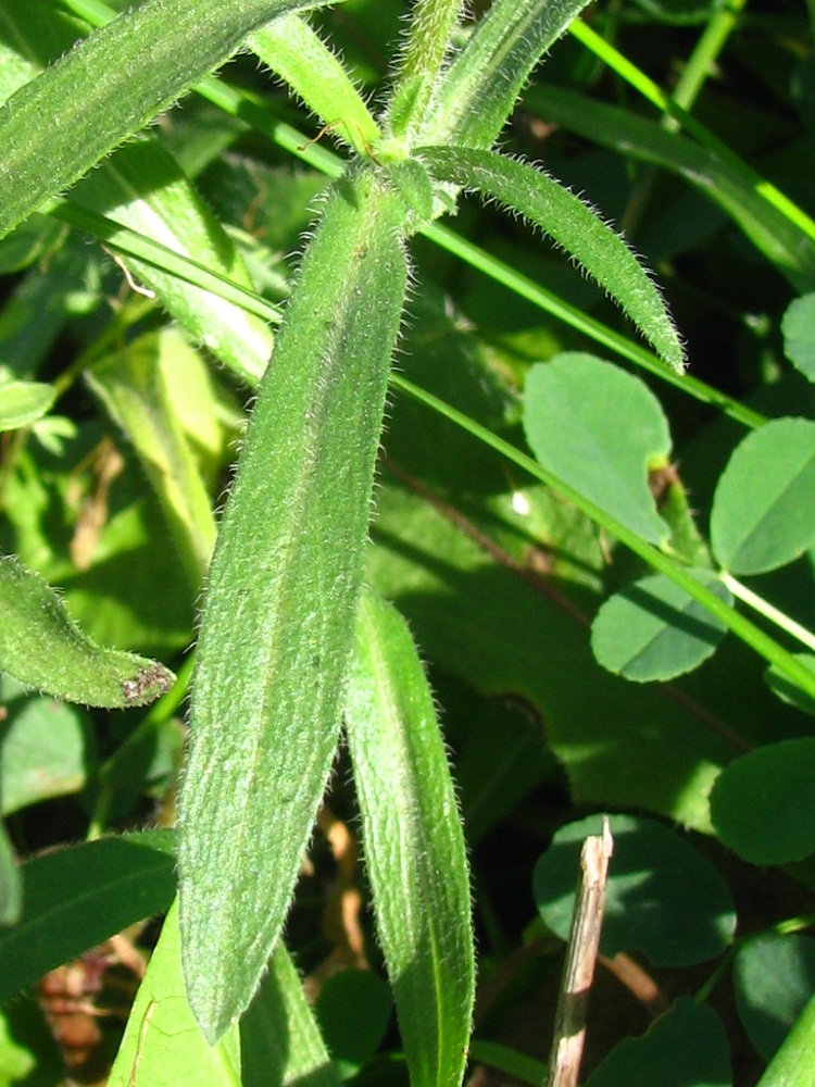 Image of Erigeron podolicus specimen.