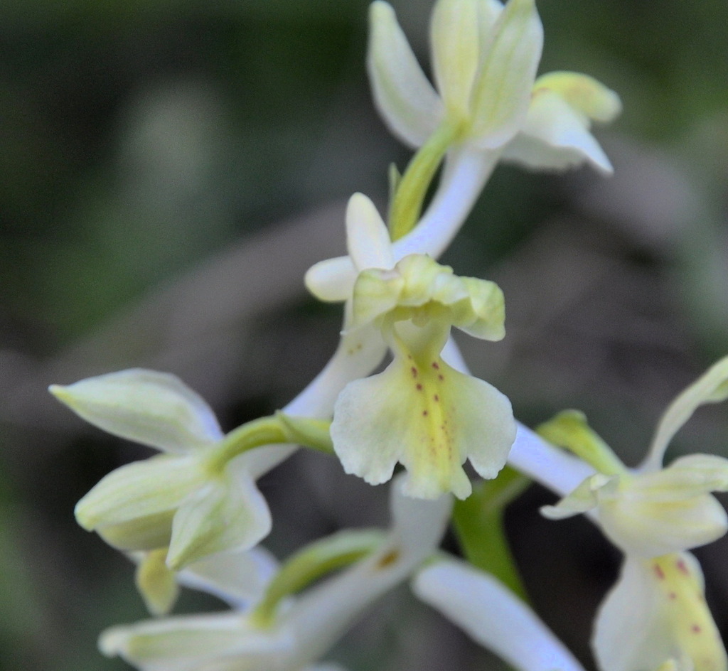 Image of Orchis provincialis specimen.
