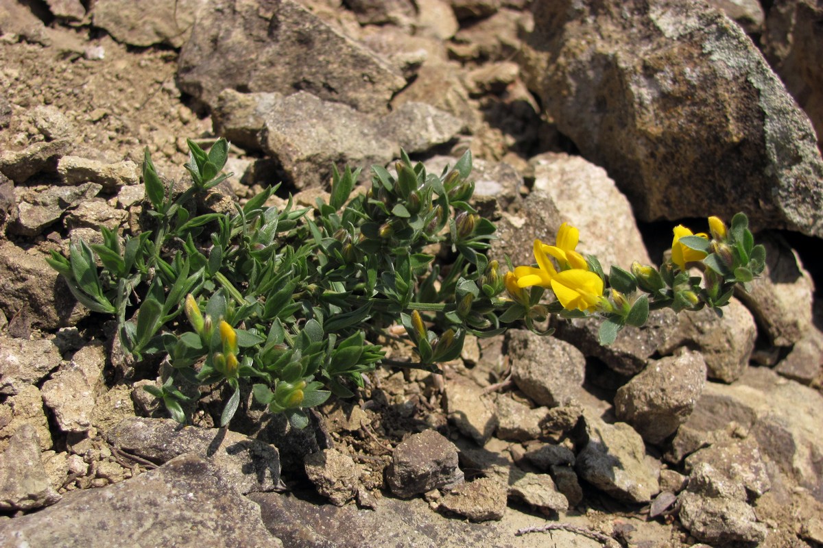 Изображение особи Genista scythica.