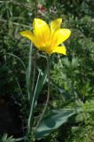 Tulipa brachystemon. Верхушка побега с цветком. Казахстан, хр. Шолак, северней вдхр. Капчагай. 26.04.2013.