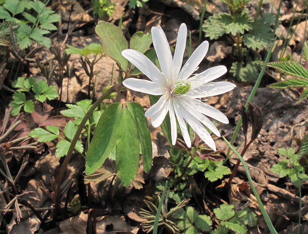 Изображение особи Anemone raddeana.