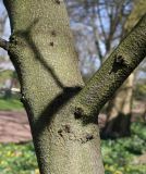 Cercis siliquastrum