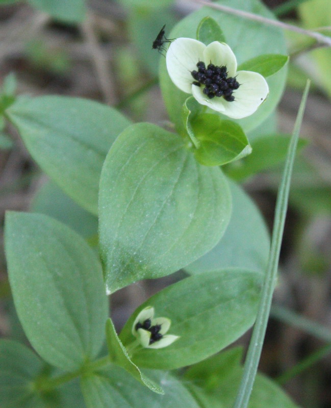 Изображение особи Chamaepericlymenum suecicum.