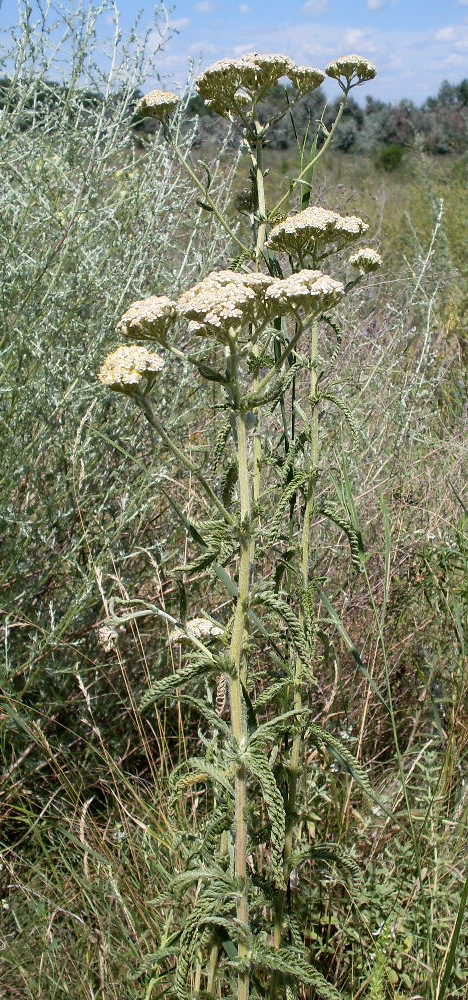 Изображение особи род Achillea.