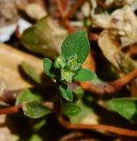 Polycarpon tetraphyllum. Верхушка цветущего и плодоносящего растения. Израиль, Шарон, г. Герцлия, рудеральное местообитание. 02.06.2013.