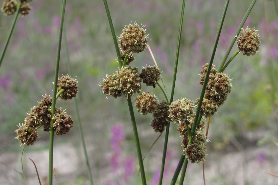 Image of Scirpoides holoschoenus specimen.