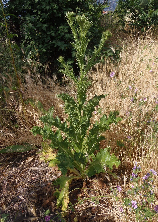 Image of Onopordum tauricum specimen.