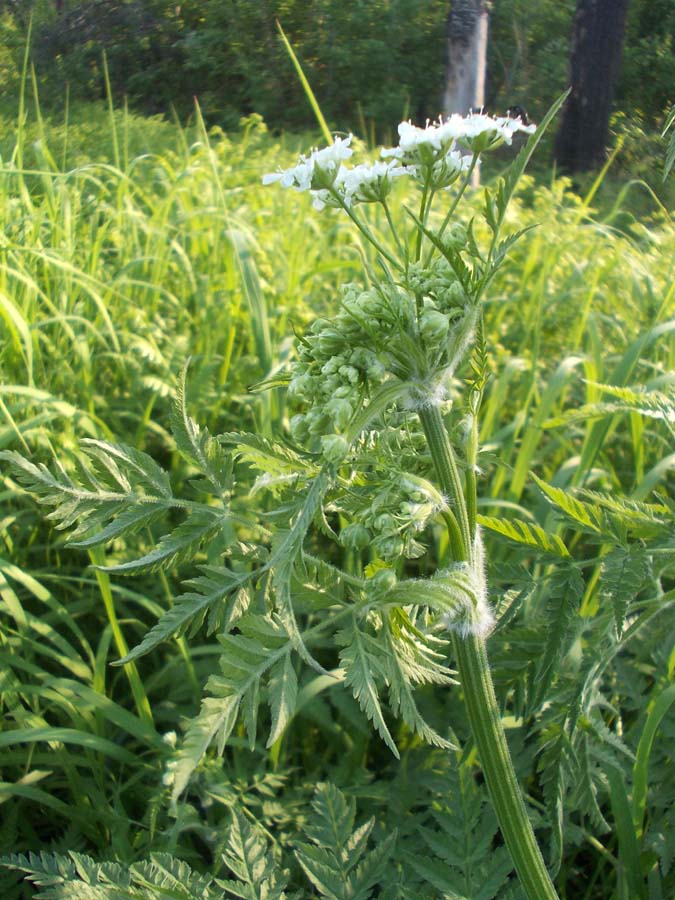 Изображение особи Anthriscus sylvestris.