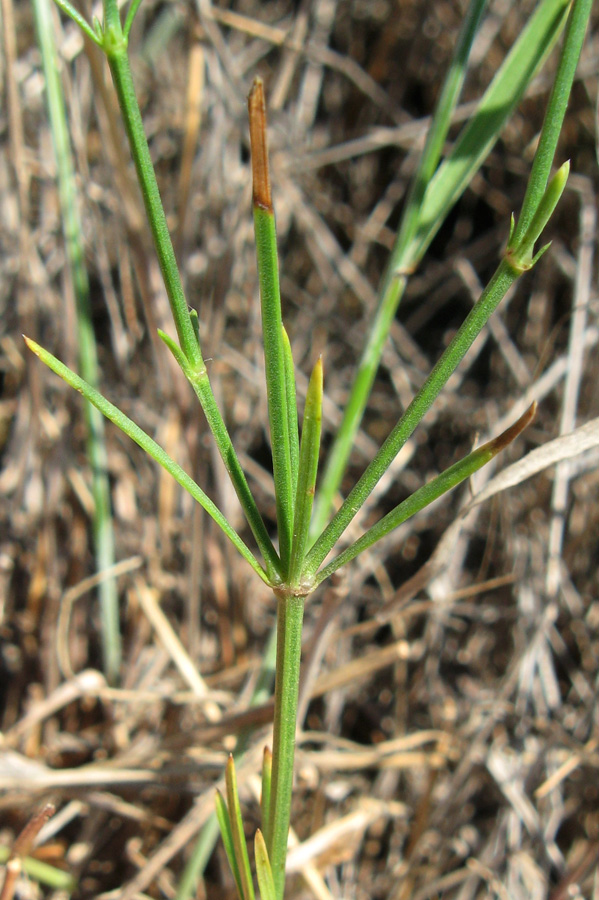 Image of Asperula tenella specimen.