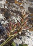 Astragalus onobrychis. Соплодия. Крым, Симферополь, Петровские скалы. 14.06.2013.