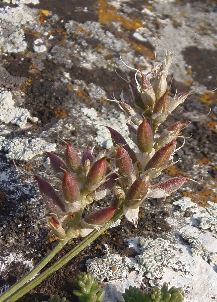 Image of Astragalus onobrychis specimen.