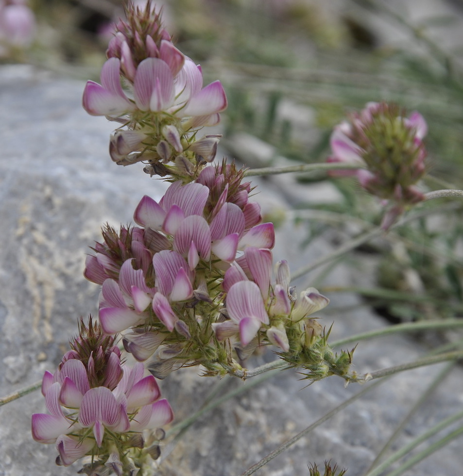 Image of Onobrychis alba specimen.