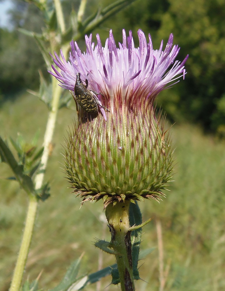 Image of Cirsium ukranicum specimen.