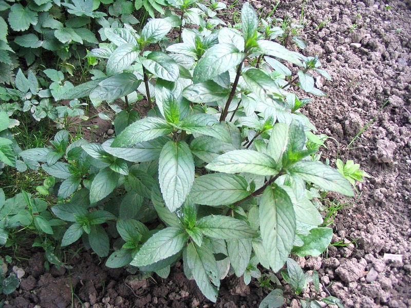 Image of Mentha &times; piperita specimen.