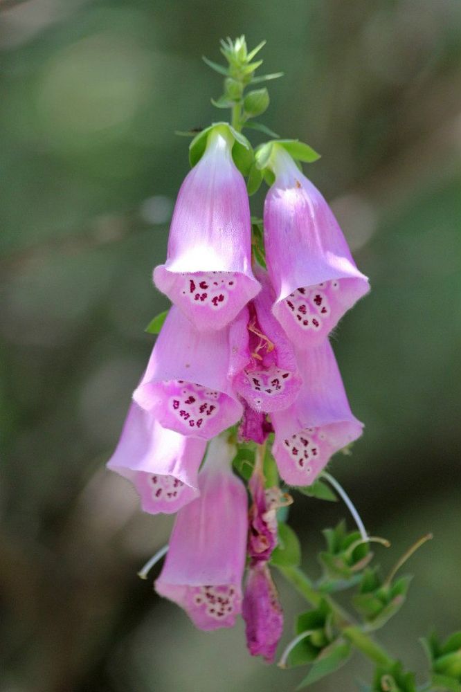 Изображение особи Digitalis purpurea.