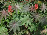 Ricinus communis. Верхушка плодоносящего растения. Краснодарский край, окр. г. Крымск, у жилья. 26.07.2013.