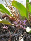 Limonium scoparium. Соцветие. Краснодарский край, м/о Анапа, окр. пос. Б. Утриш, остров с маяком, на пляже. 09.08.2013.