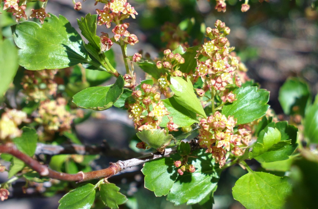 Изображение особи Ribes diacantha.