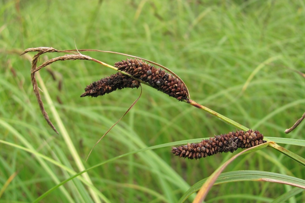 Изображение особи Carex acuta.