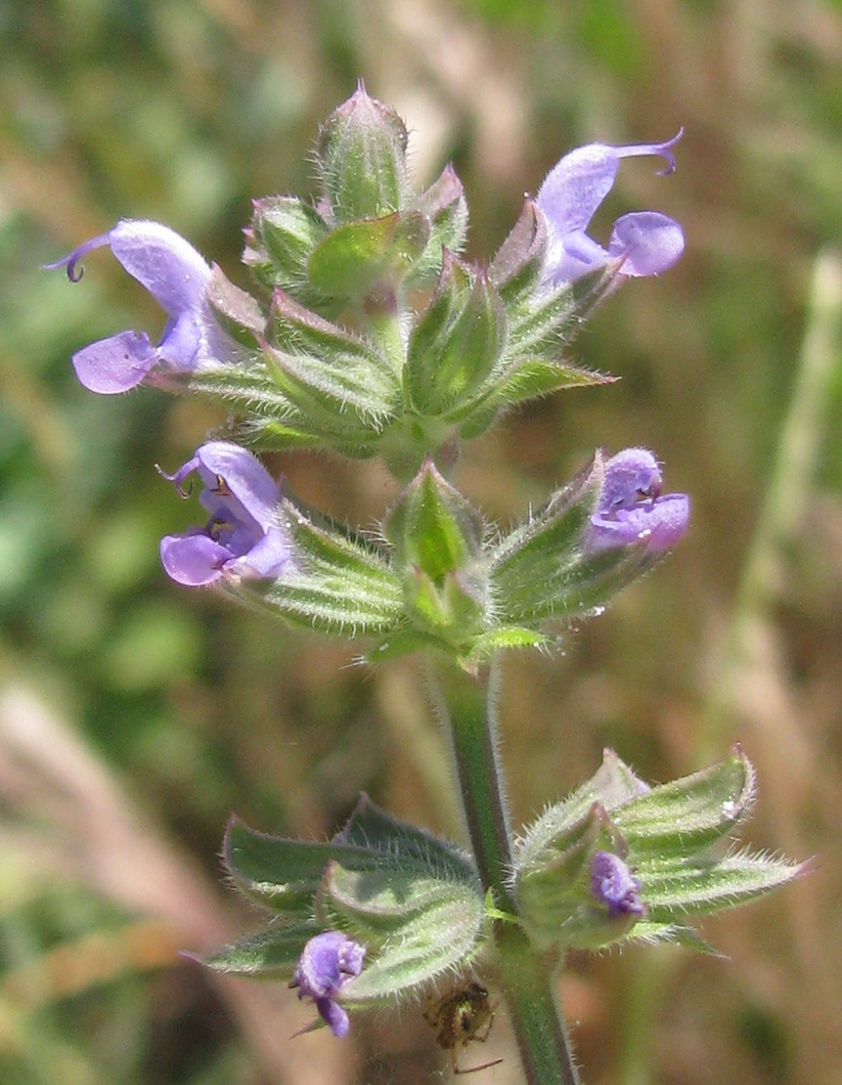 Изображение особи Salvia verbenaca.