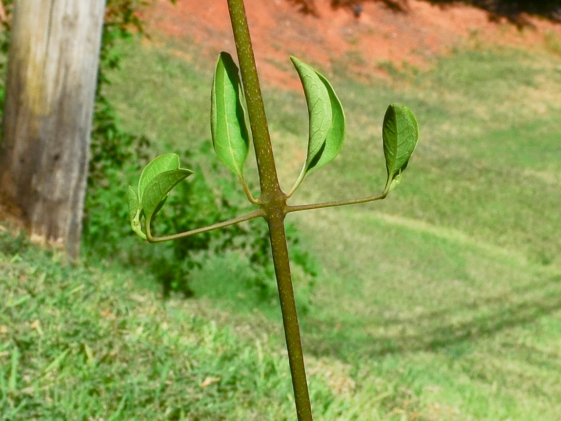 Image of Clerodendrum inerme specimen.