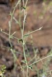 Convolvulus divaricatus. Часть стебля с побегами. Южный Казахстан, восточная граница пустыни Кызылкум. 06.05.2013.