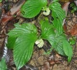 Pentaphragma begoniifolium