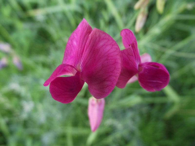 Image of Lathyrus tuberosus specimen.