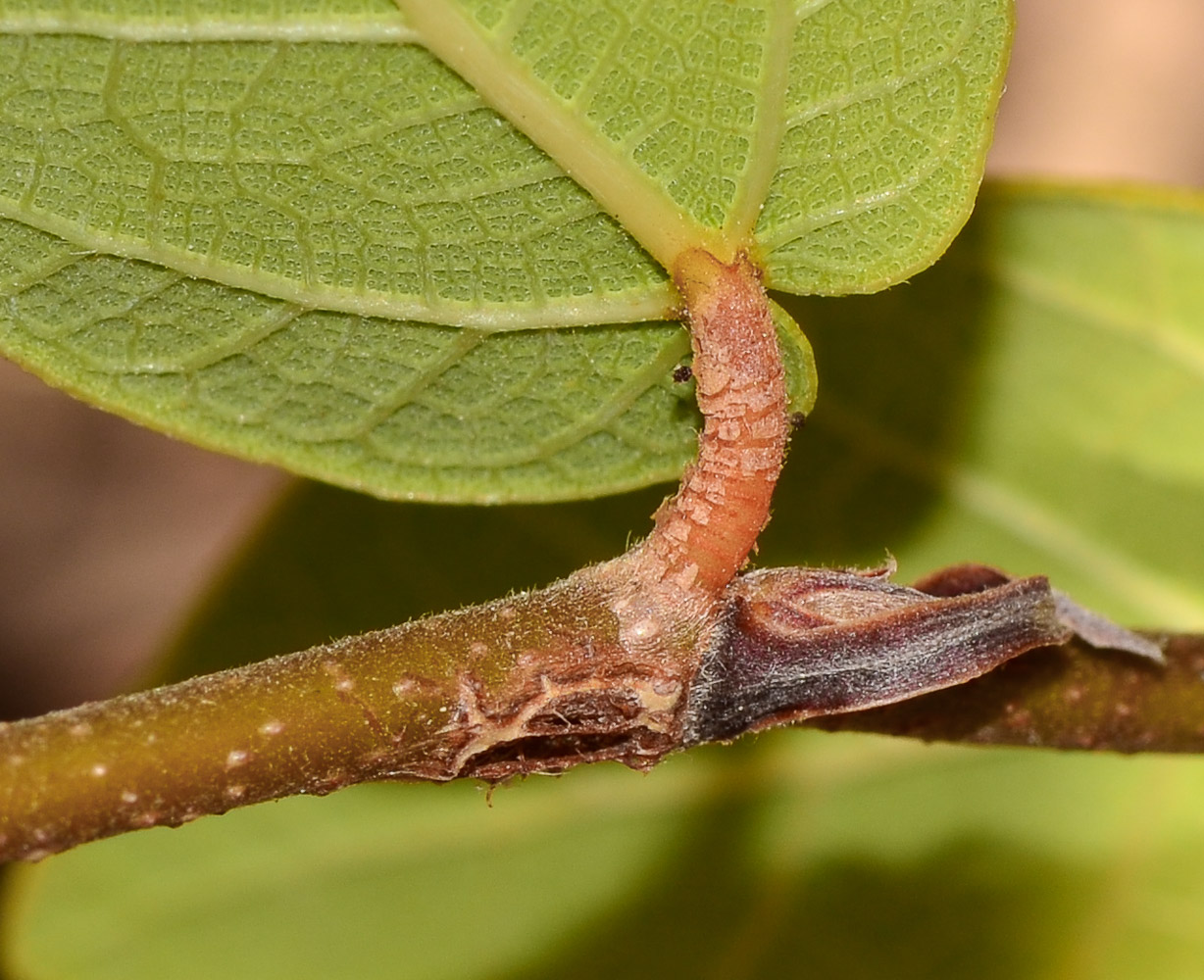 Изображение особи Ficus pumila.