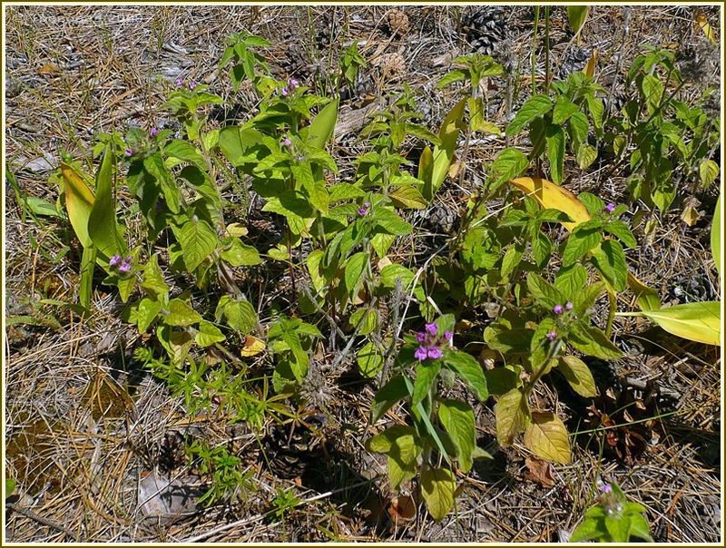 Image of Clinopodium vulgare specimen.