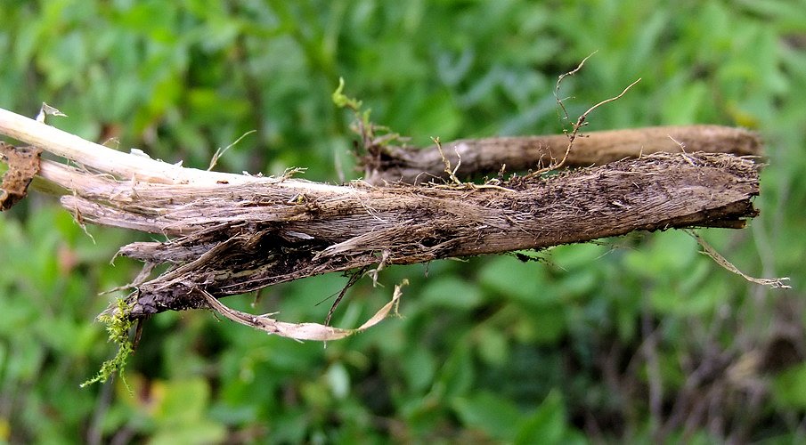 Image of Allium maackii specimen.