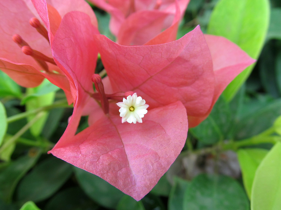 Изображение особи род Bougainvillea.