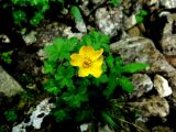 Trollius uniflorus