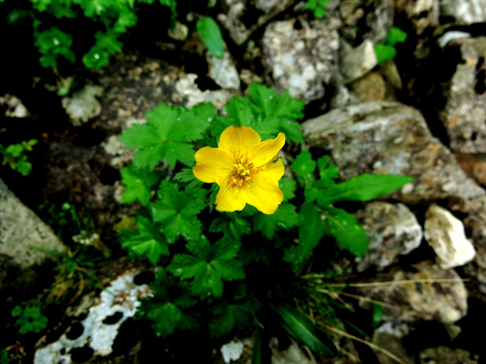 Image of Trollius uniflorus specimen.