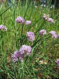 Allium schoenoprasum